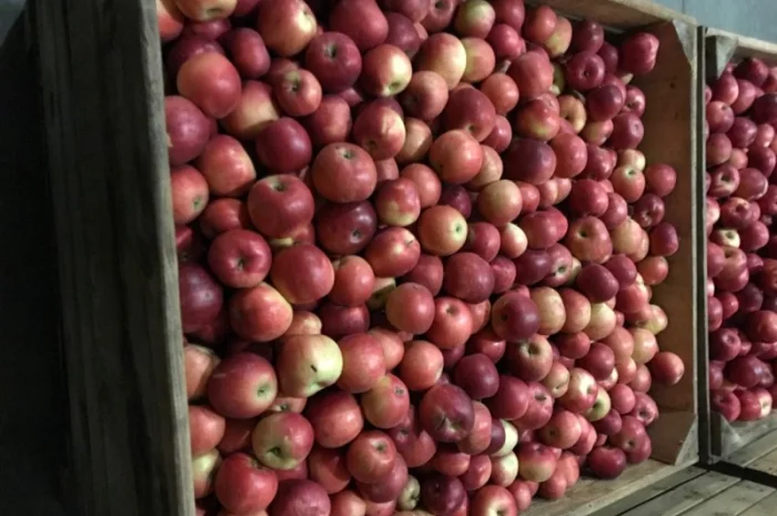 Продам яблука Айдарет- фото № 6