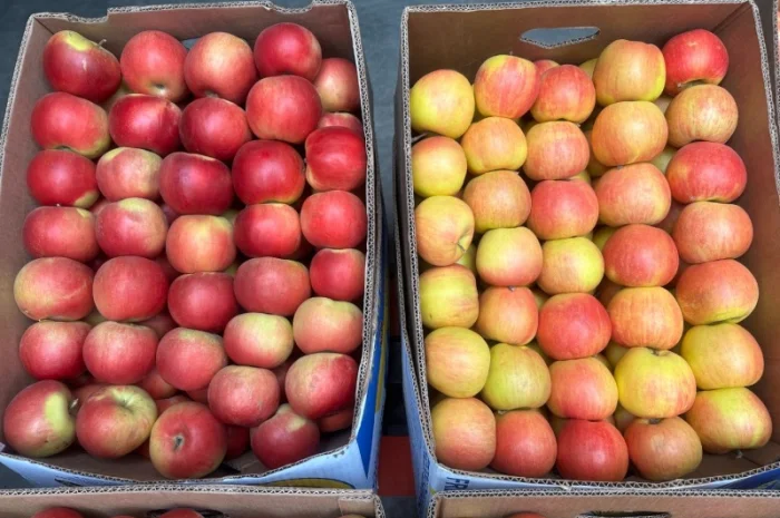 Продам яблука, загазовані, оптом- фото № 1