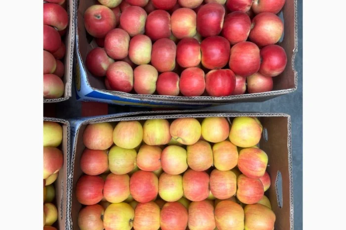 Продам яблука, загазовані, оптом- фото № 2