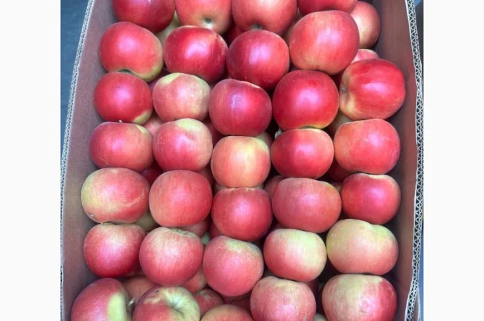 Продам яблука, загазовані, оптом- фото № 3