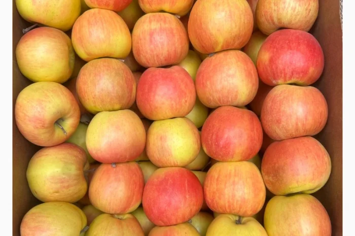 Продам яблука, загазовані, оптом- фото № 4