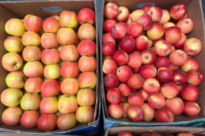 Продам яблука, загазовані, оптом- фото № 5