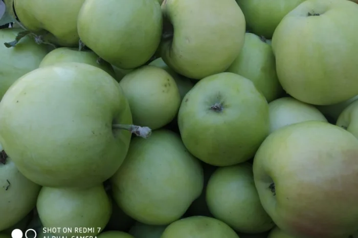 Яблука прдам- фото № 1