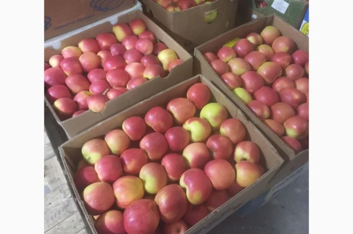 Продам чемпіон та голдан з холодильника- фото № 1