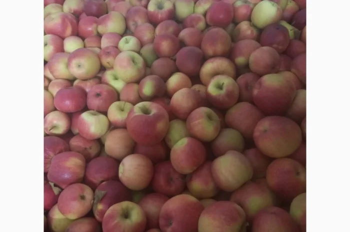 Продам чемпіон та голдан з холодильника- фото № 2