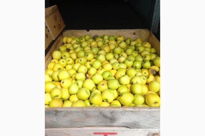 Продам чемпіон та голдан з холодильника- фото № 4