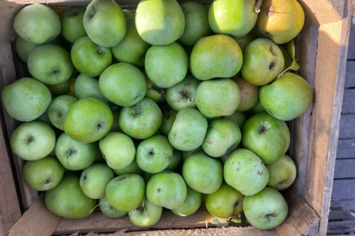 Продам симиренку- фото № 1