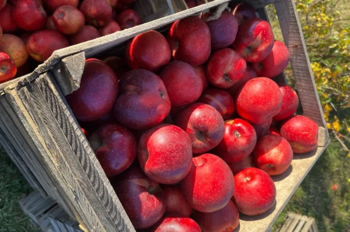 Продам симиренку- фото № 3