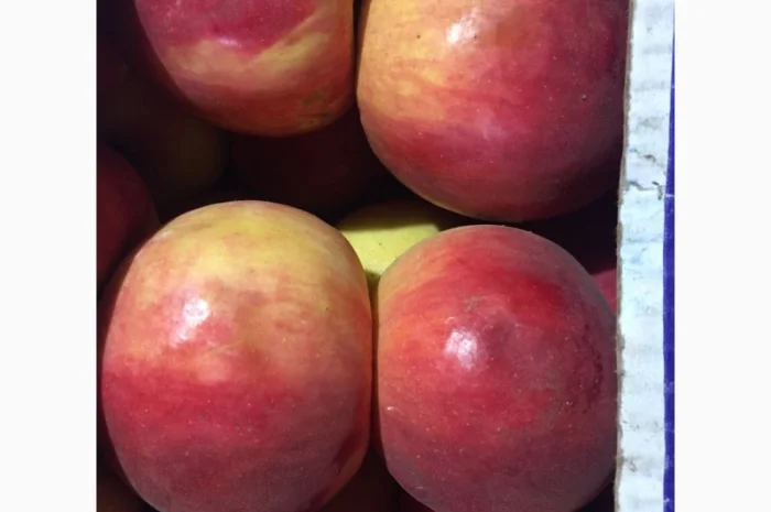 Продам яблоко разных сортов. Киев. Опт- фото № 2