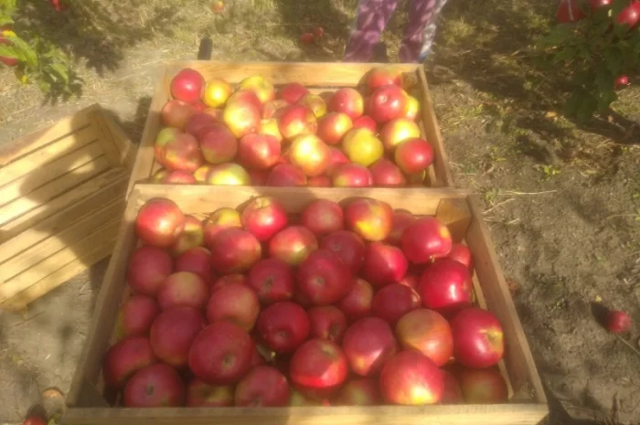 Продам яблоки сорт айдаред крупный калибр- фото № 1