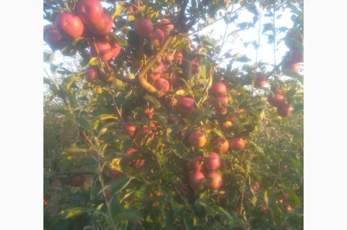 Продам яблоки сорт айдаред крупный калибр- фото № 2