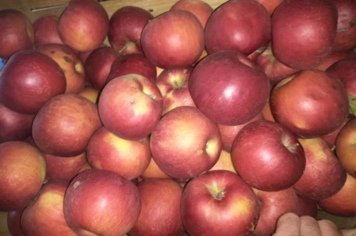 Продам высококачественное яблока, сорт Айдаред- фото № 1