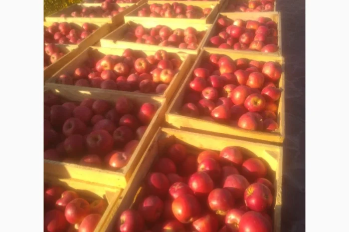 Продам яблоко- фото № 2