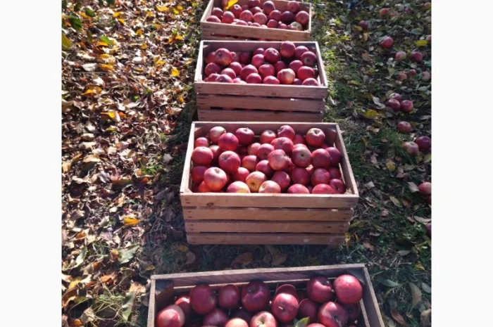 Продам яблоки сорта Флорина Голоден делишес крупного калибра недорого- фото № 1