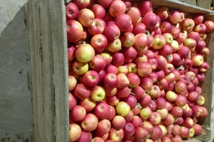 Продам яблука- фото № 1