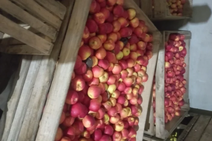 Продам яблука- фото № 2