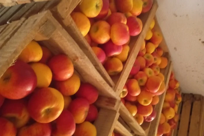 Продам яблука- фото № 3