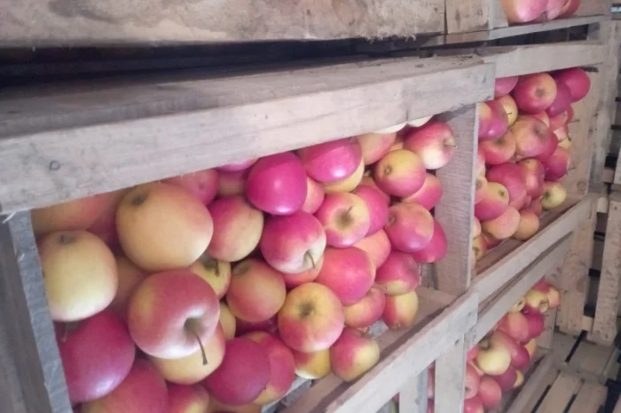 Продам яблука- фото № 4