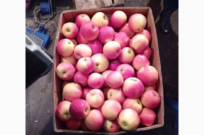 Яблука зимових сортів- фото № 1