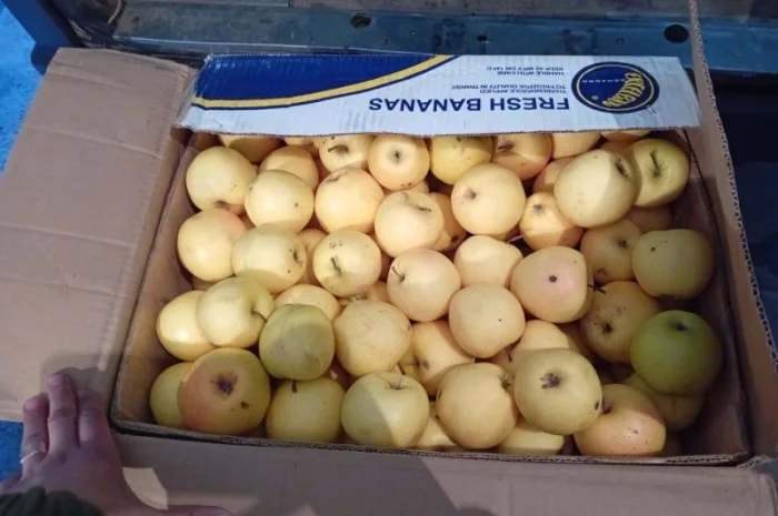 Яблука зимових сортів- фото № 2