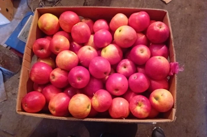 Яблука зимових сортів- фото № 3