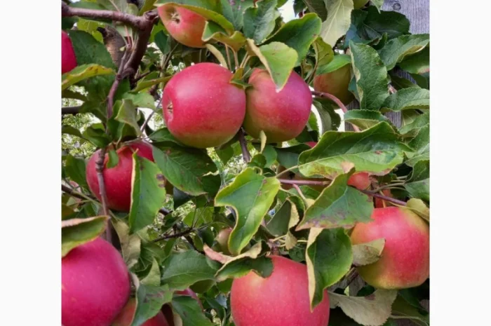 Продам яблука- фото № 1