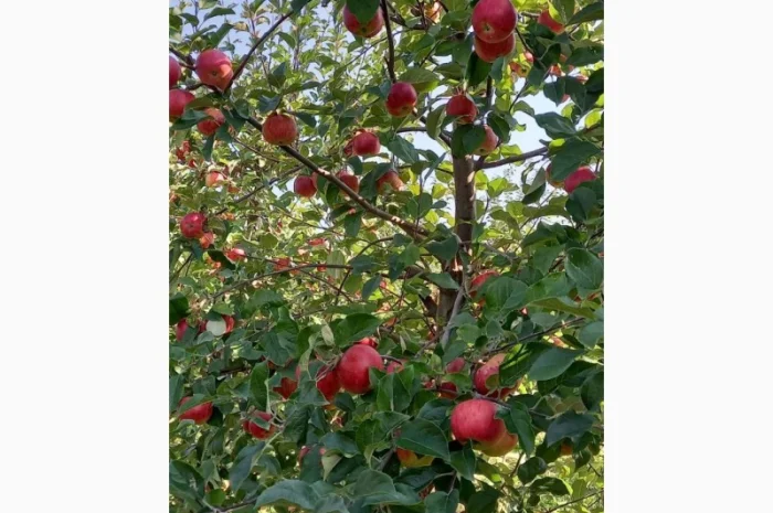 Продам яблука- фото № 2