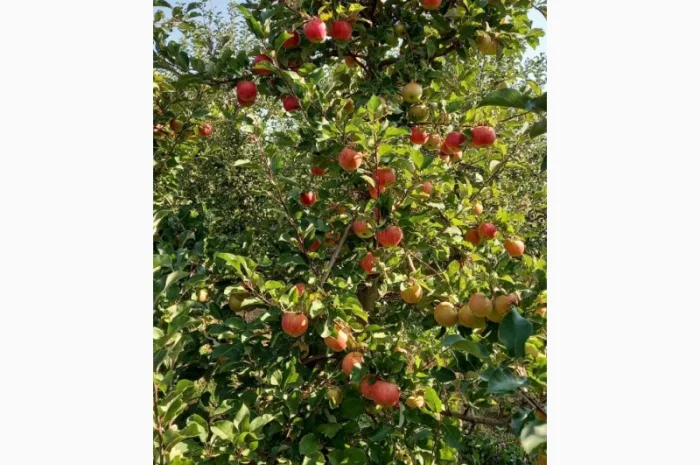 Продам яблука- фото № 3