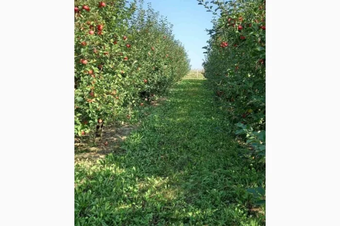 Продам яблука- фото № 4