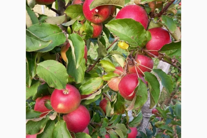 Продам яблука- фото № 5