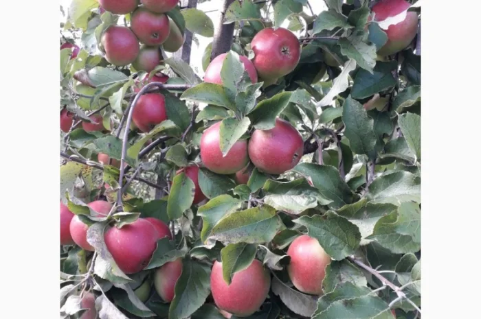 Продам яблука- фото № 6