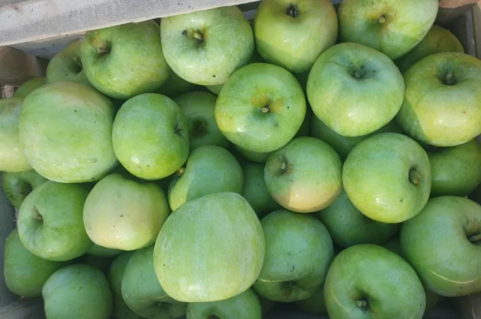 Продам яблуко із саду. Айдаред, Голден, Рене Семиренко, Джонаголд чорний принц, Голден- фото № 1