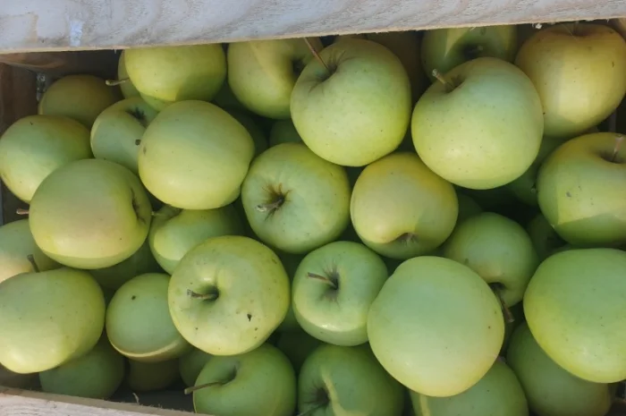 Продам яблуко із саду. Айдаред, Голден, Рене Семиренко, Джонаголд чорний принц, Голден- фото № 2