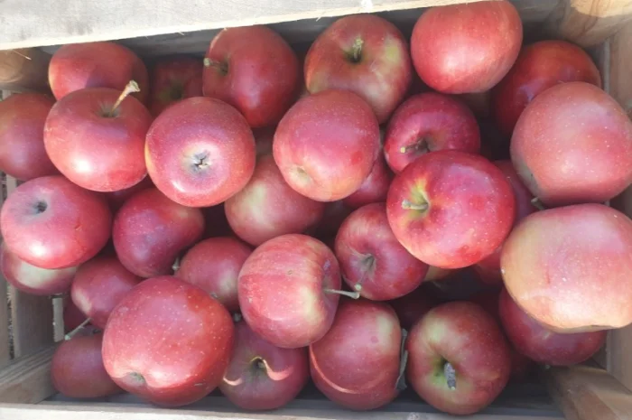 Продам яблуко із саду. Айдаред, Голден, Рене Семиренко, Джонаголд чорний принц, Голден- фото № 3
