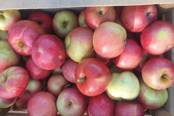 Продам яблуко із саду. Айдаред, Голден, Рене Семиренко, Джонаголд чорний принц, Голден- фото № 4