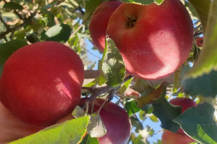 Продам яблуко із саду. Айдаред, Голден, Рене Семиренко, Джонаголд чорний принц, Голден- фото № 5