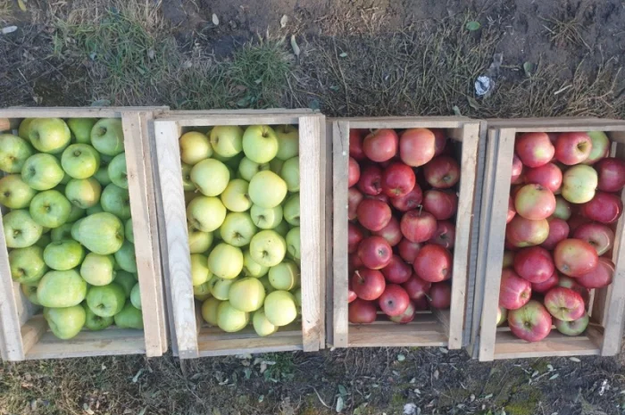 Продам яблуко із саду. Айдаред, Голден, Рене Семиренко, Джонаголд чорний принц, Голден- фото № 6