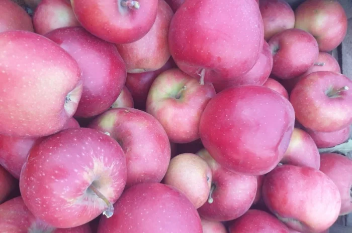 Продам яблуко із саду. Айдаред, Голден, Рене Семиренко, Джонаголд чорний принц, Голден- фото № 7