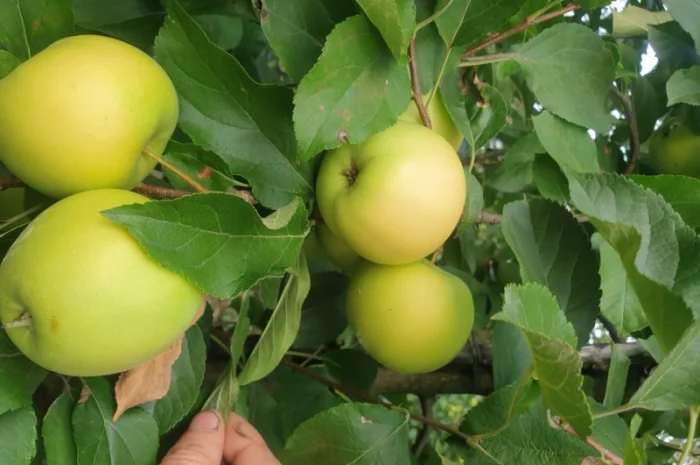 Продам яблуко із саду. Айдаред, Голден, Рене Семиренко, Джонаголд чорний принц, Голден- фото № 8