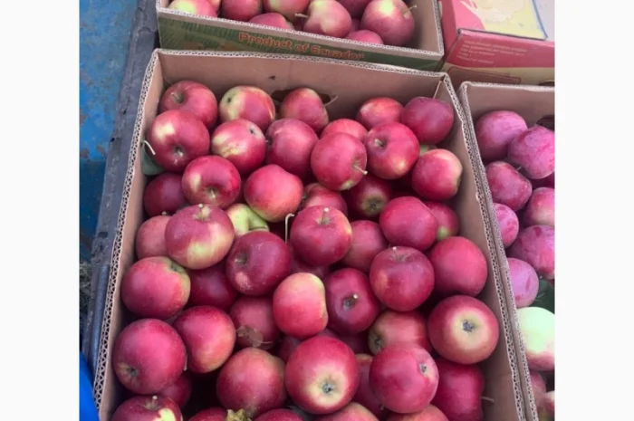 Продам яблука- фото № 1