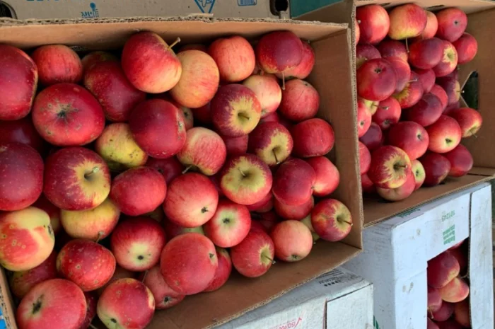 Продам яблука- фото № 2