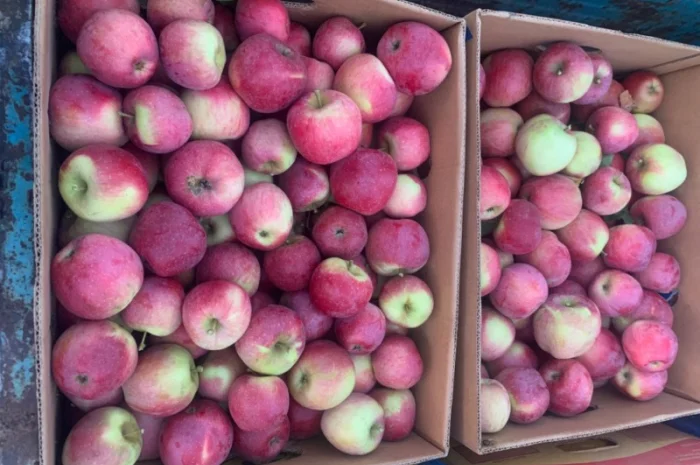 Продам яблука- фото № 3