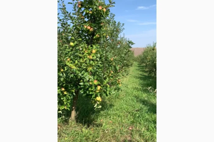 Продаю яблука з власного саду- фото № 1