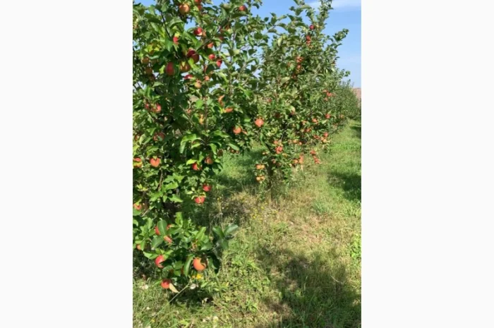 Продаю яблука з власного саду- фото № 2