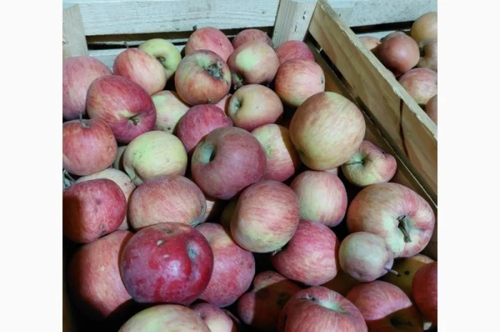 Продам яблука на сушку, сік, повидло- фото № 1