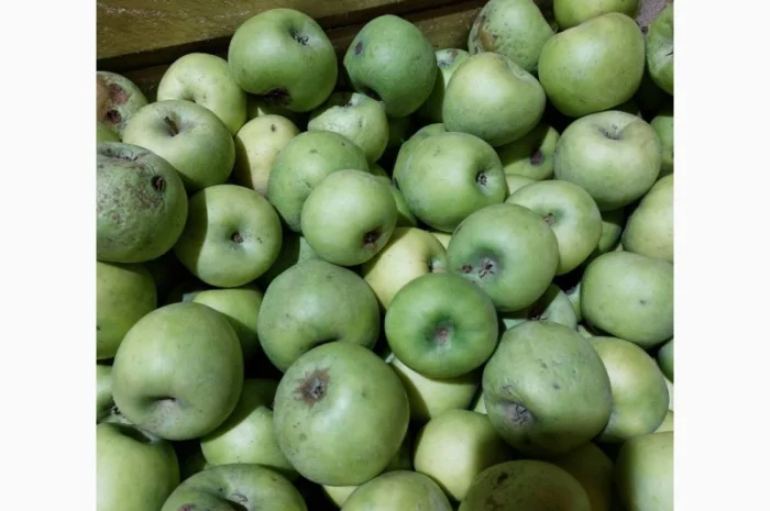 Продам яблука на сушку, сік, повидло- фото № 2