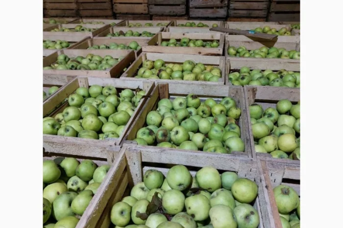 Продам яблука на сушку, сік, повидло- фото № 4