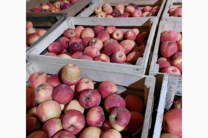 Продам яблука на сушку, сік, повидло- фото № 5