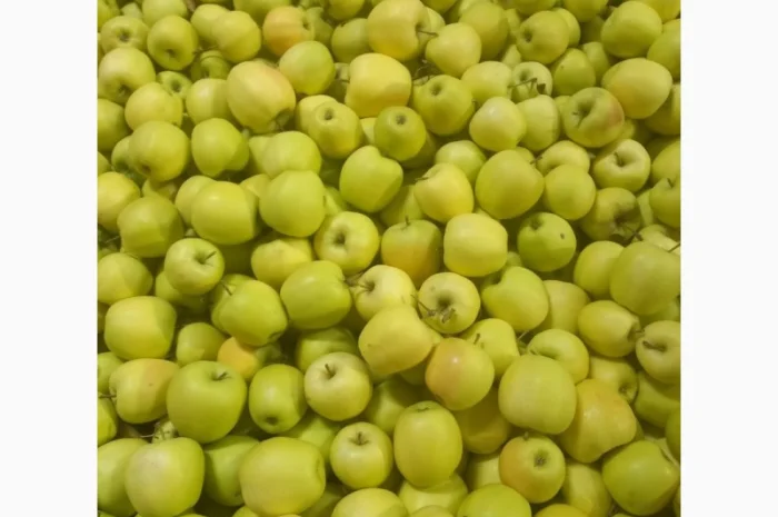 Продам яблука різних сортів- фото № 2