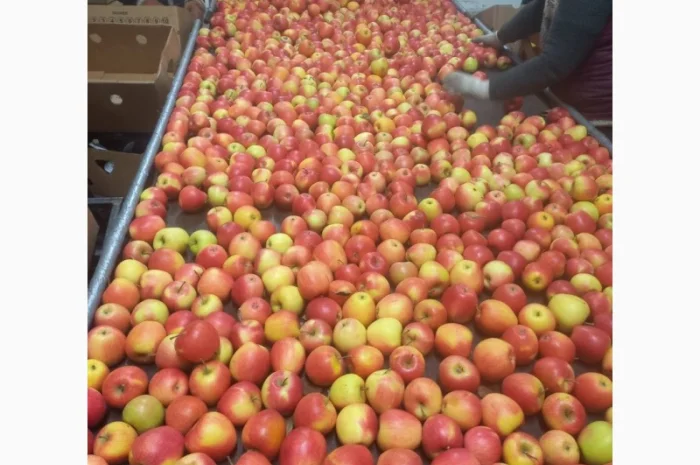 Продам яблука різних сортів- фото № 3